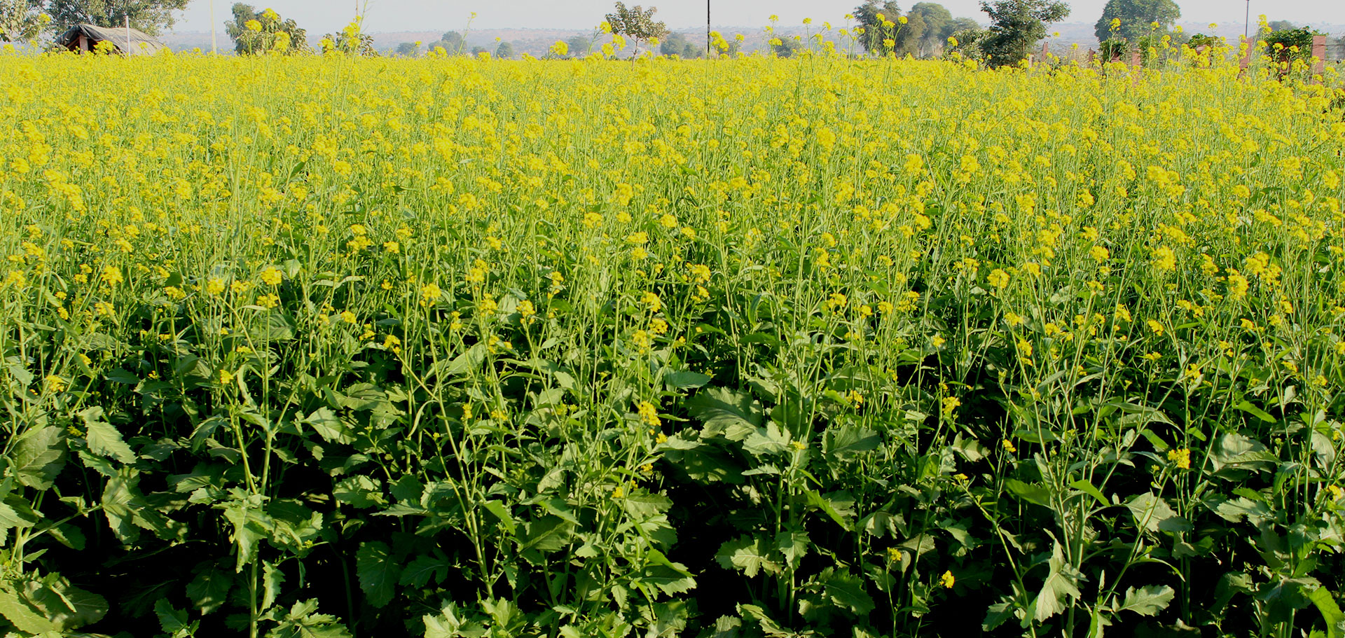 Rajasthan Free Seed Subsidy Scheme